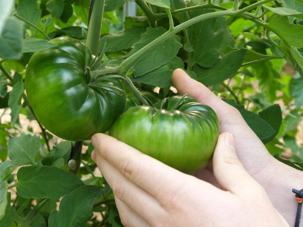 tomate-adora-planta
