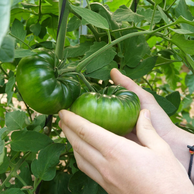 tomate-adora-planta