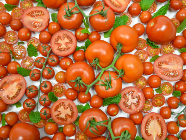 variedades-tomate-unica
